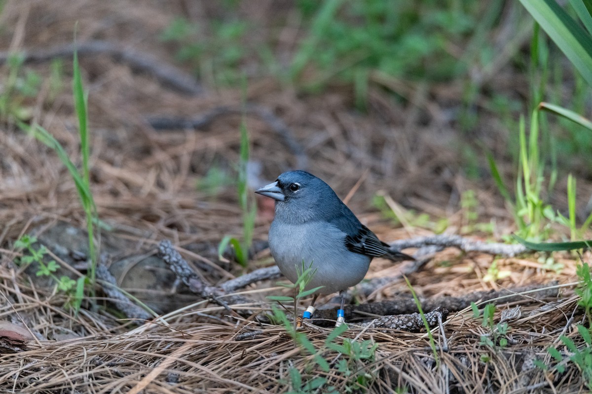 Gran Canaria Blue Chaffinch - ML643710548