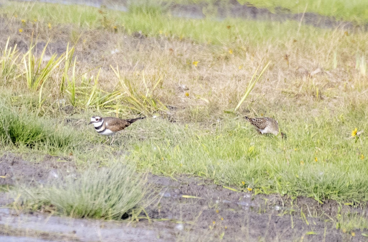 kulík rezavoocasý - ML643710562