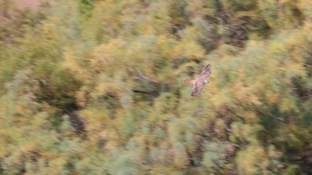 American Kestrel - ML643710563