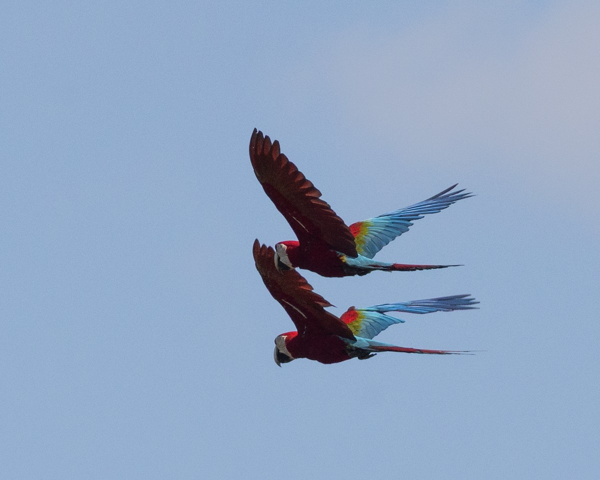 Red-and-green Macaw - ML643710574
