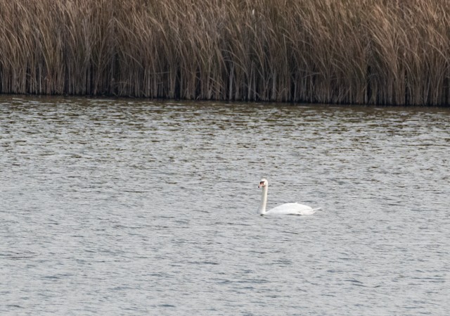 Mute Swan - ML643710579
