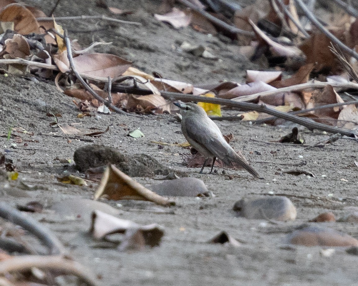 Mosquerito Guardarríos - ML643710585