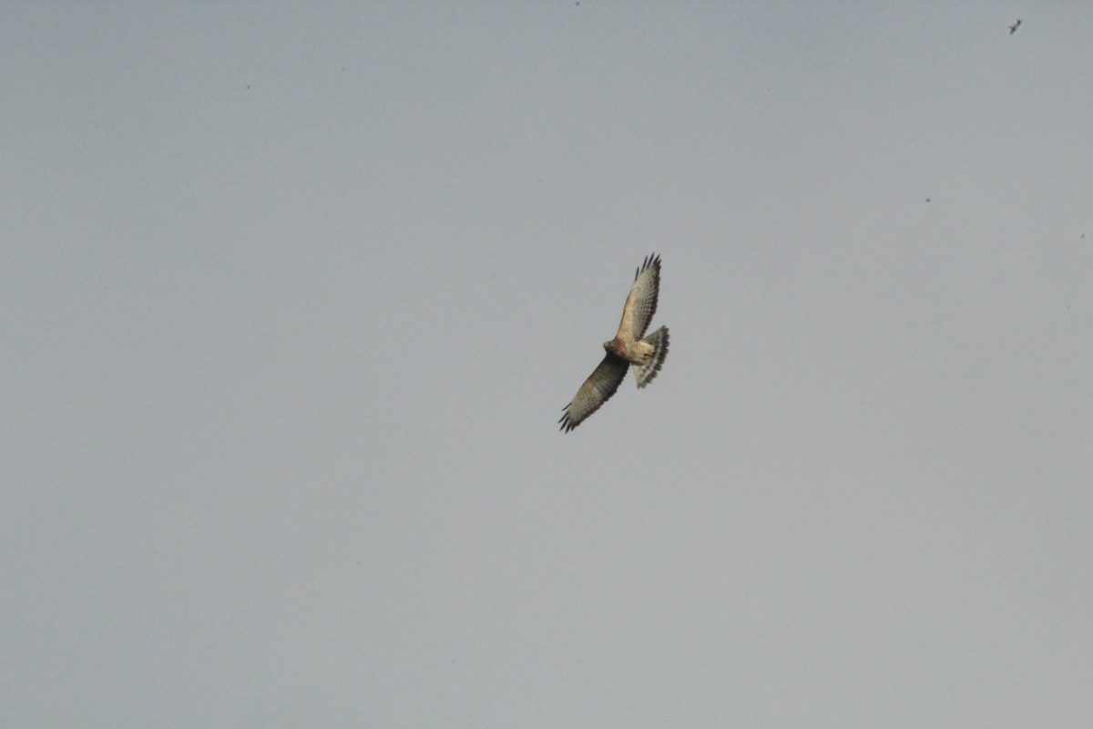 Broad-winged Hawk - ML643710588
