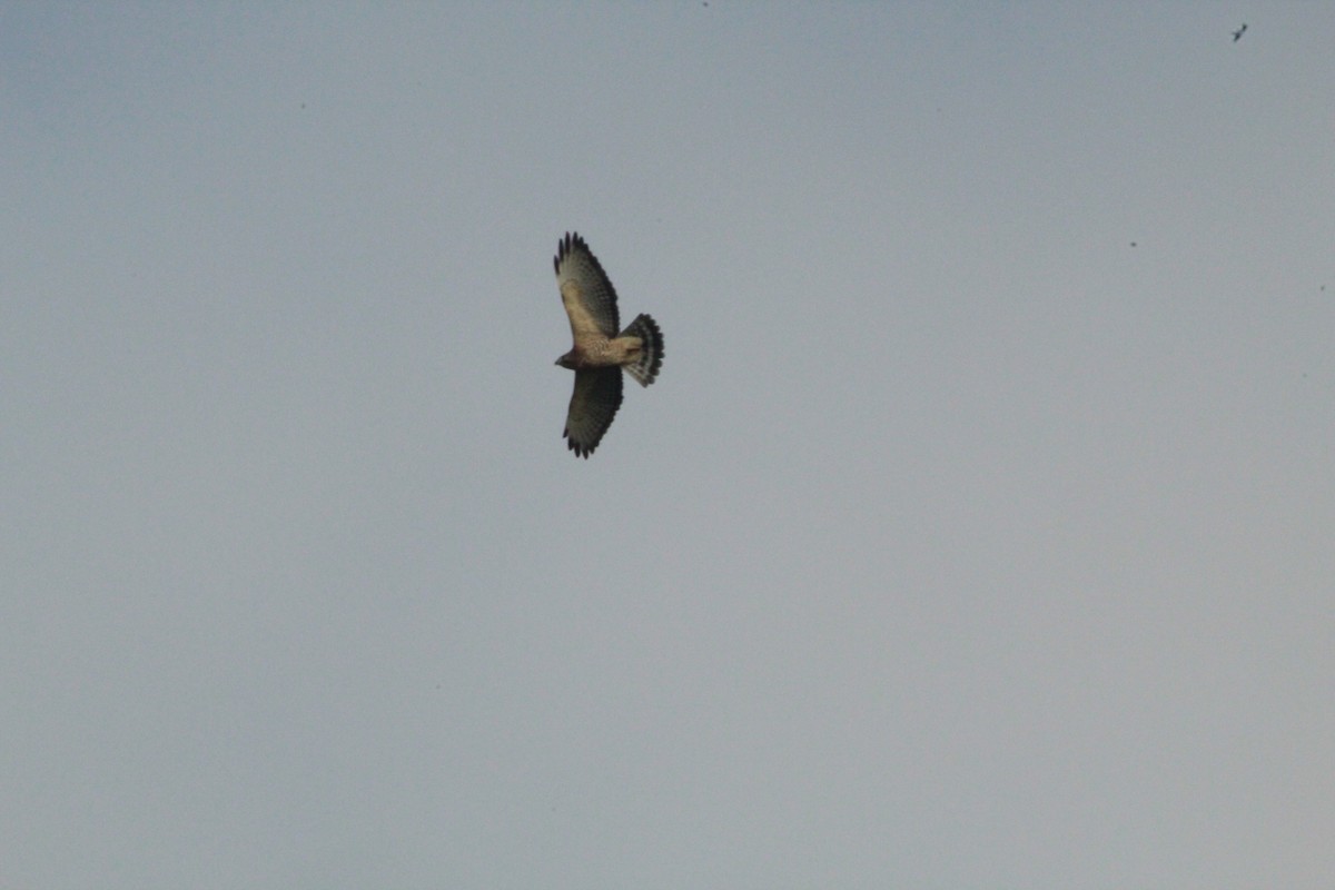 Broad-winged Hawk - ML643710589