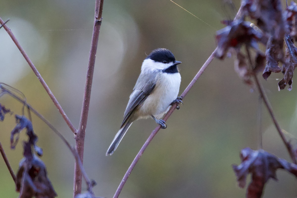 Carolina Chickadee - ML643710609