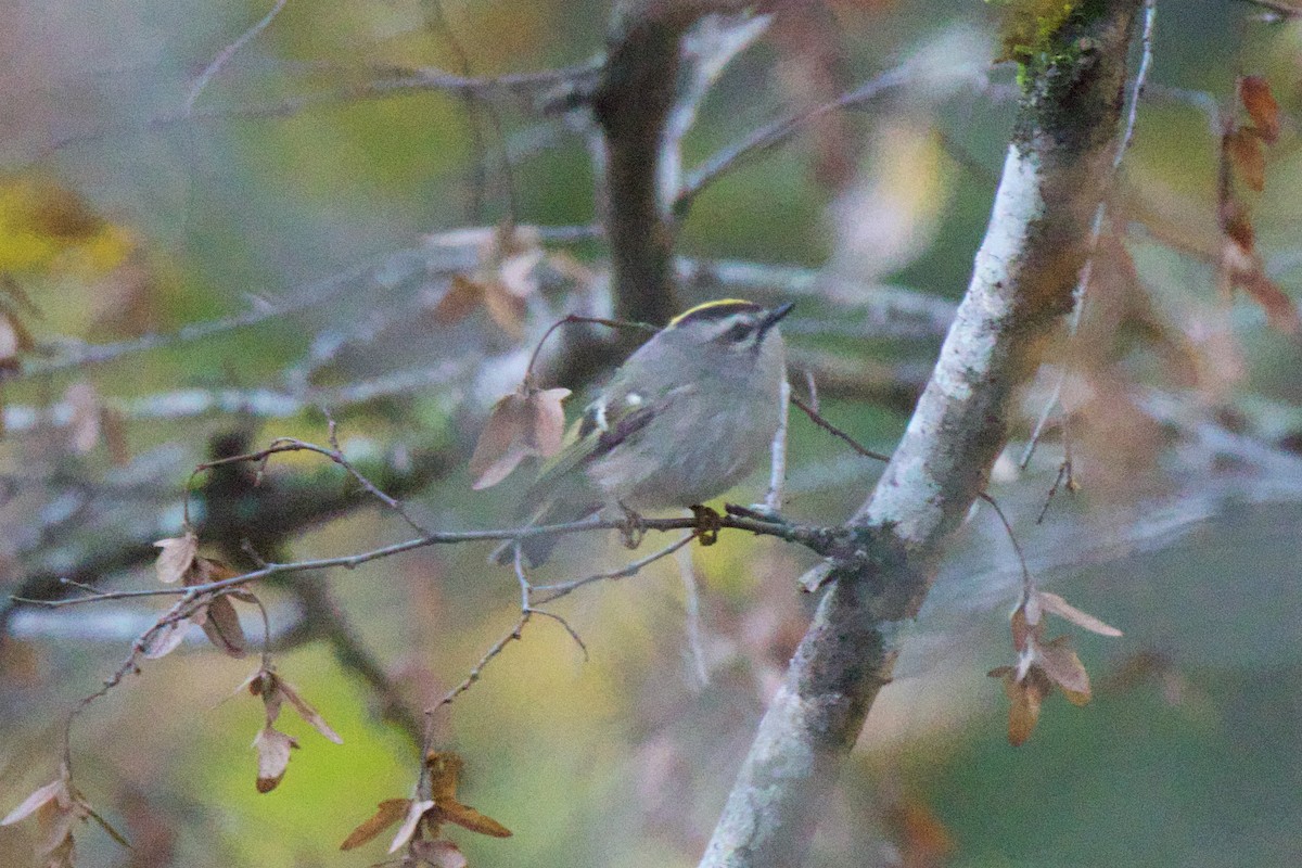 Golden-crowned Kinglet - ML643710616