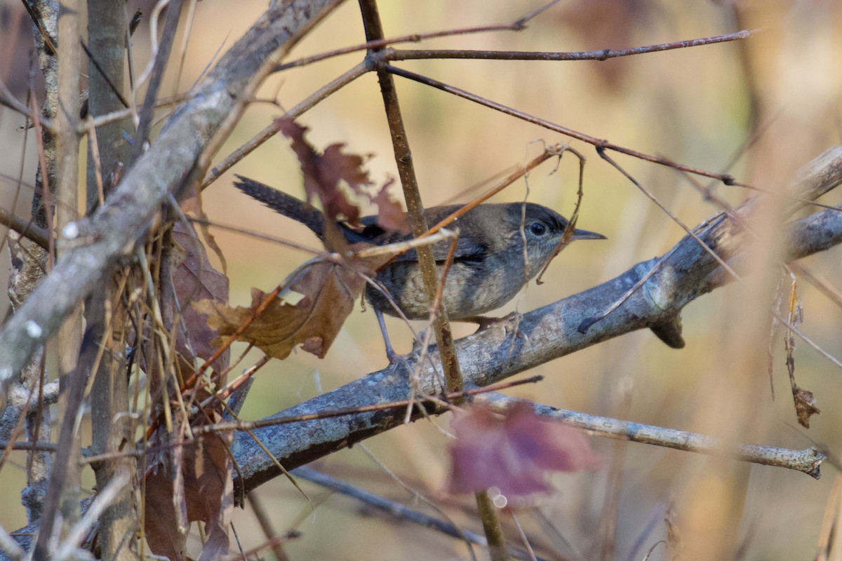 Northern House Wren - ML643710623