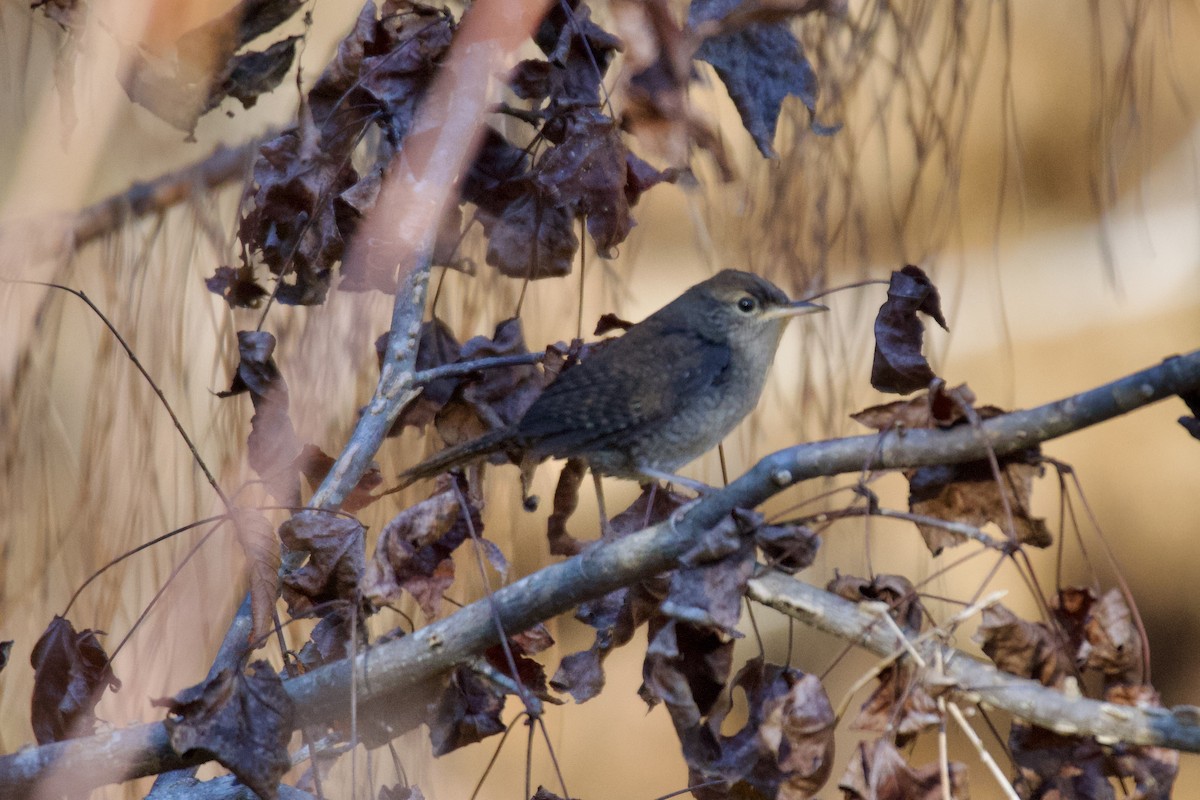 Northern House Wren - ML643710624