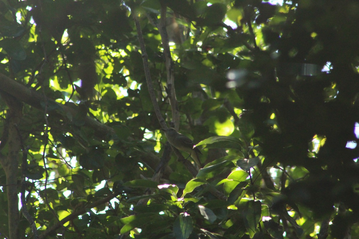 Great Crested Flycatcher - ML643710627