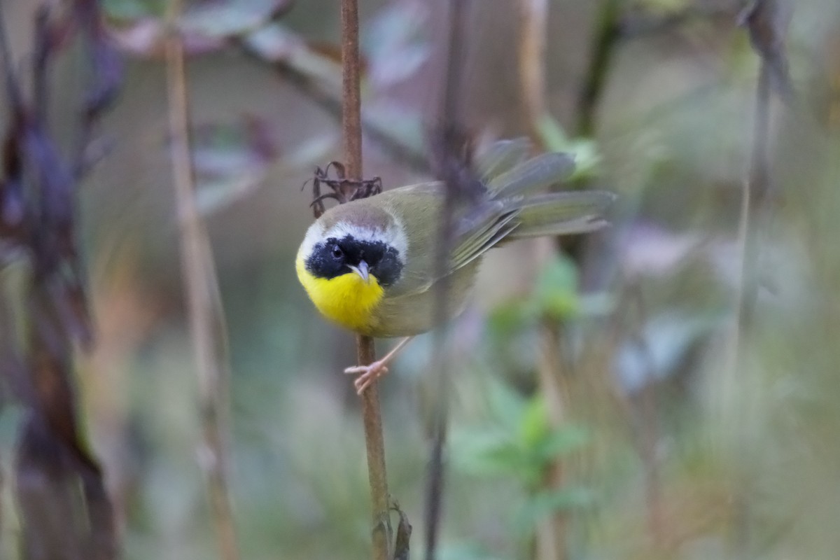 Common Yellowthroat - ML643710659
