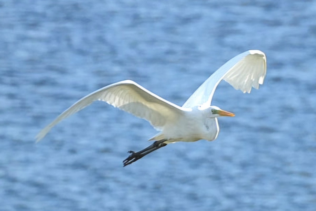 Great Egret - ML643710667