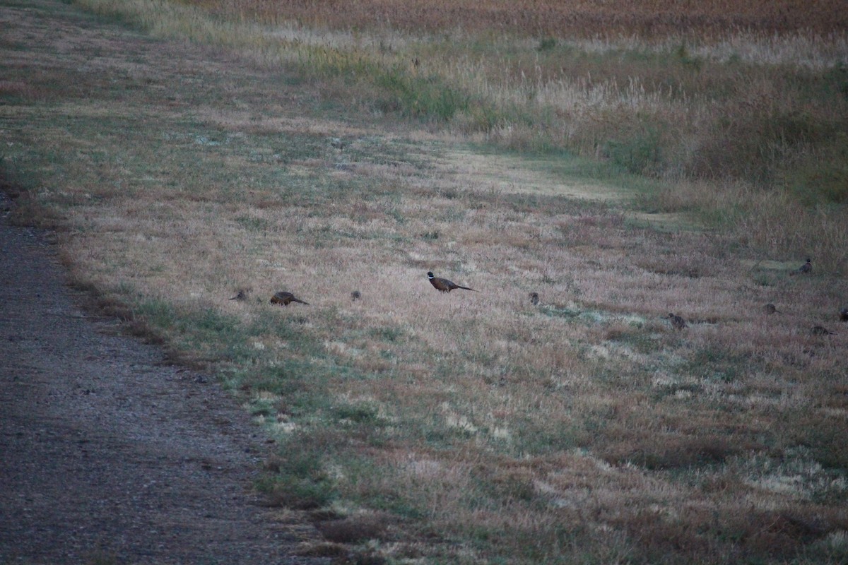 Ring-necked Pheasant - ML643710674
