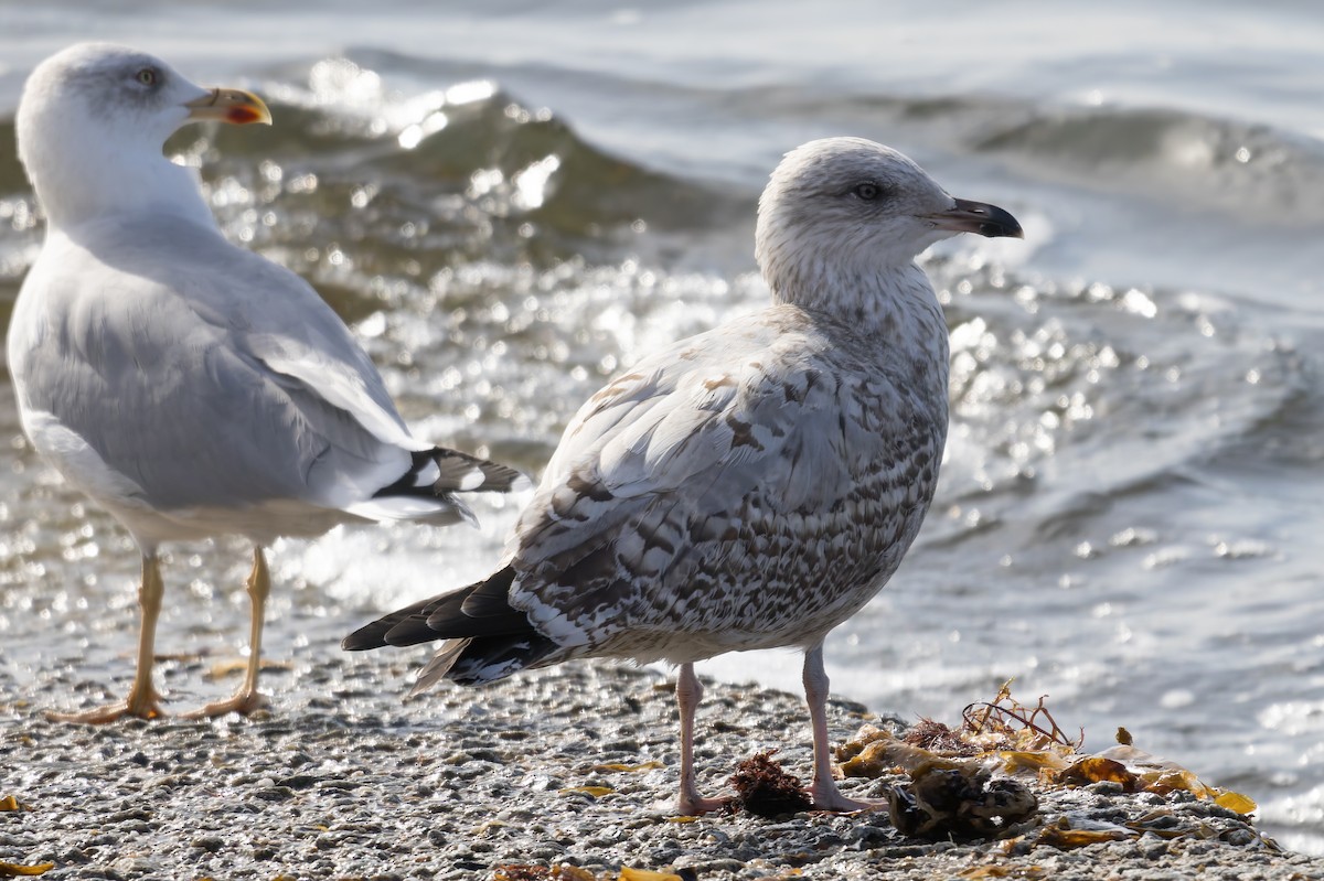 European Herring Gull - ML643710680