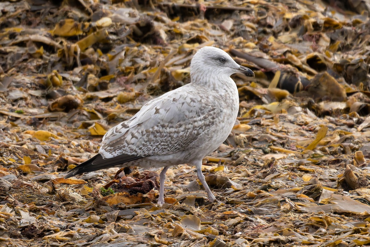 European Herring Gull - ML643710681