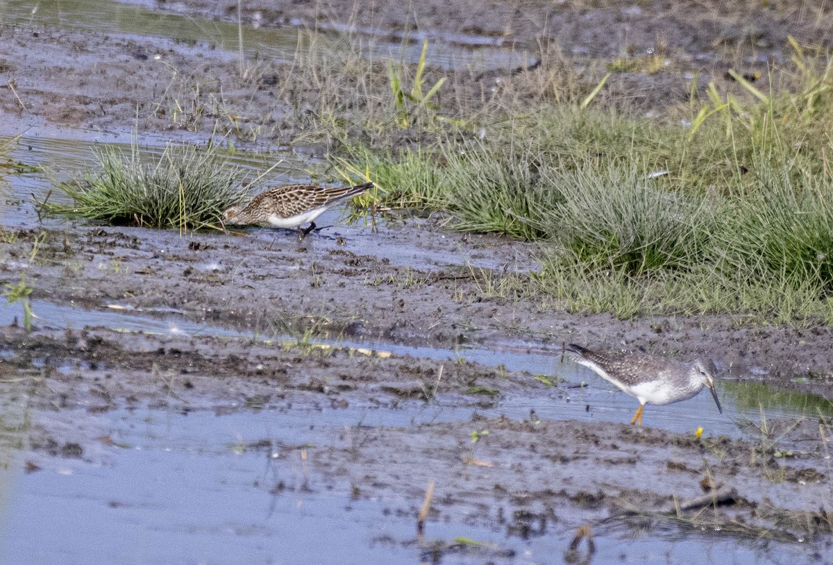 jespák skvrnitý - ML643710685