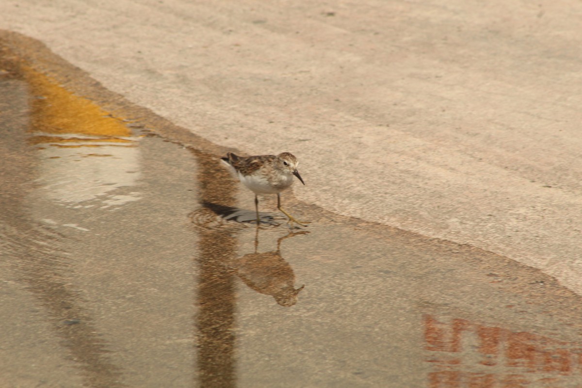 Least Sandpiper - ML643710686