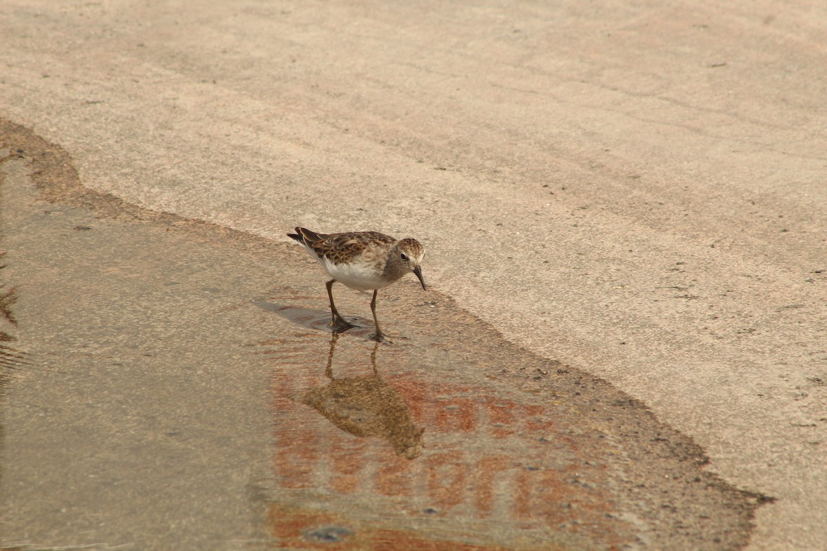 Least Sandpiper - ML643710687