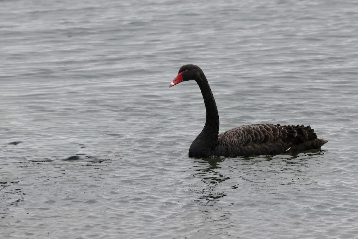 Black Swan - ML643710692
