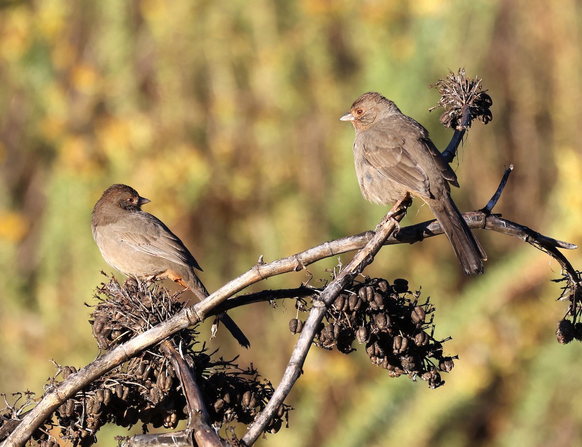 California Towhee - ML643710697