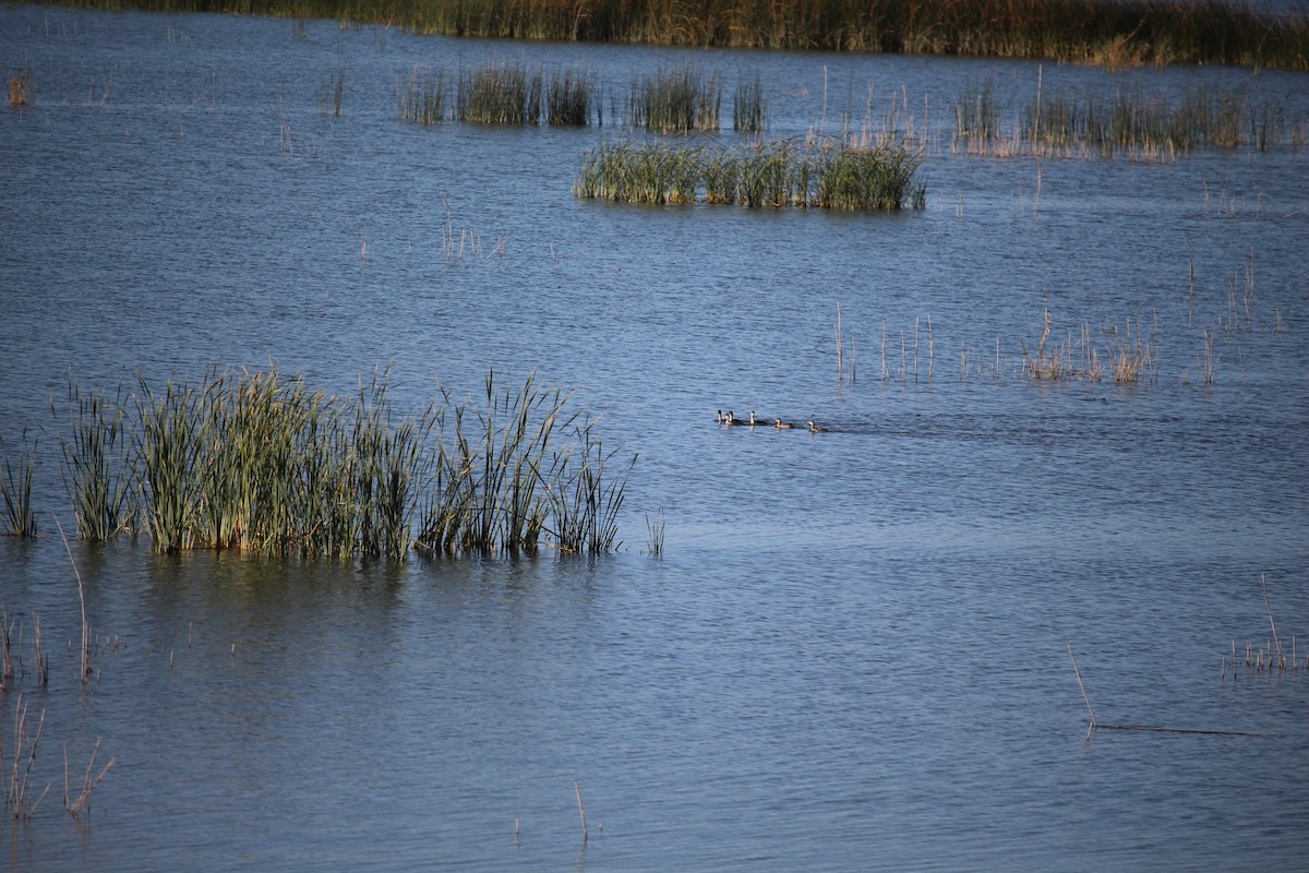 Eared Grebe - ML643710698