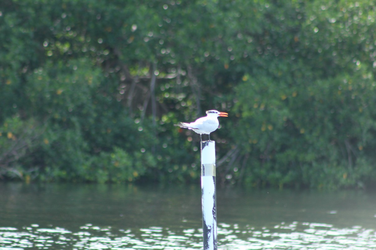Royal Tern - ML643710700