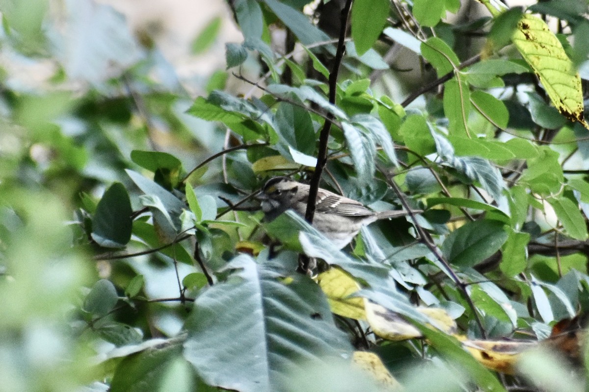 White-throated Sparrow - ML643710701