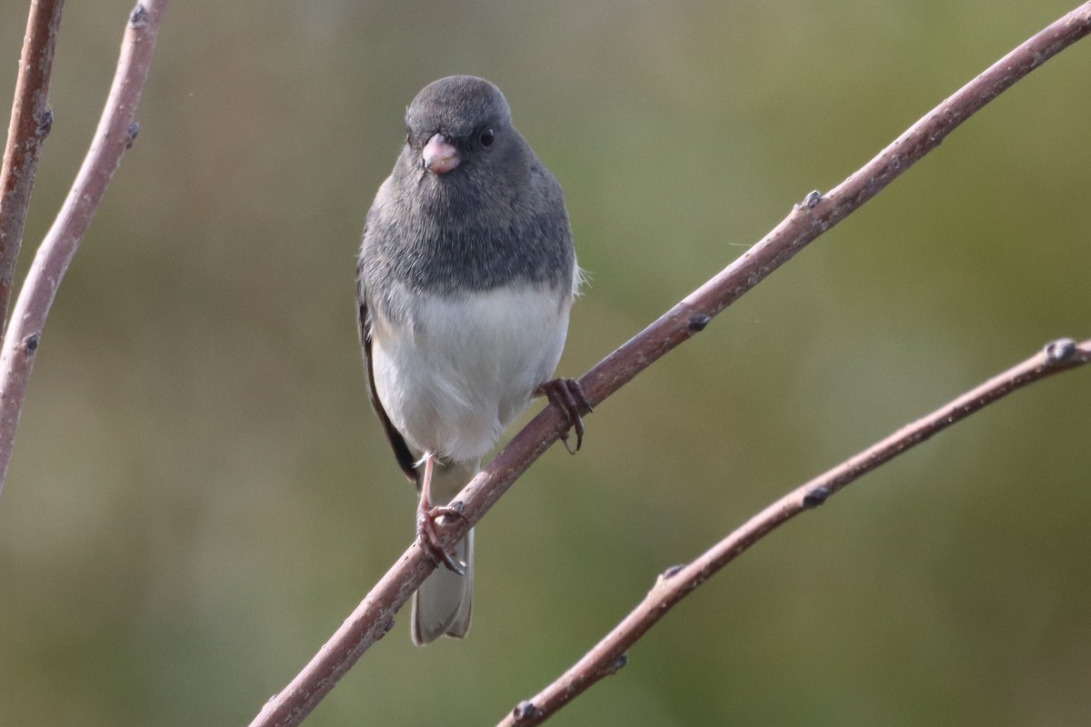 Dark-eyed Junco (Slate-colored) - ML643710702