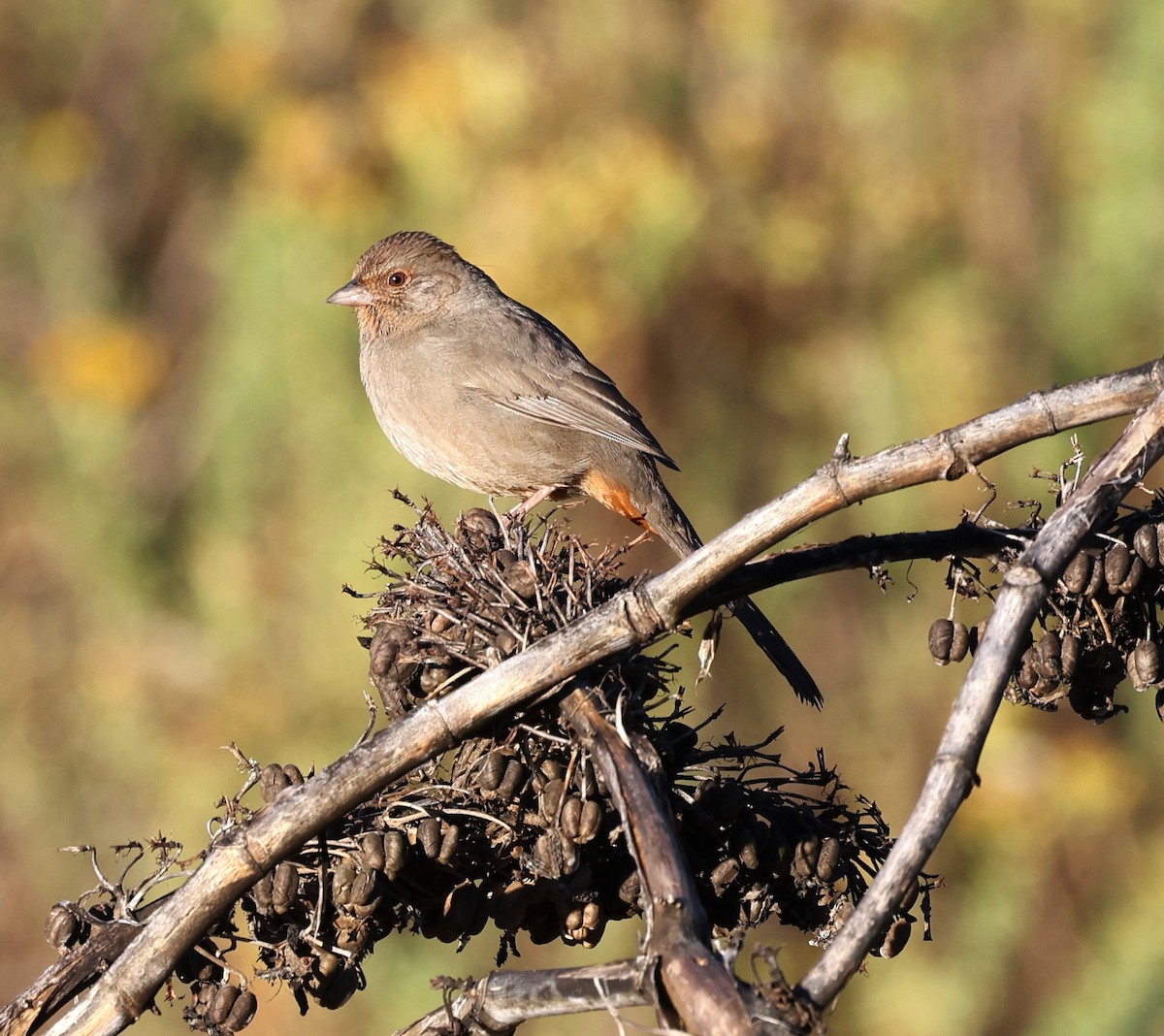 California Towhee - ML643710706