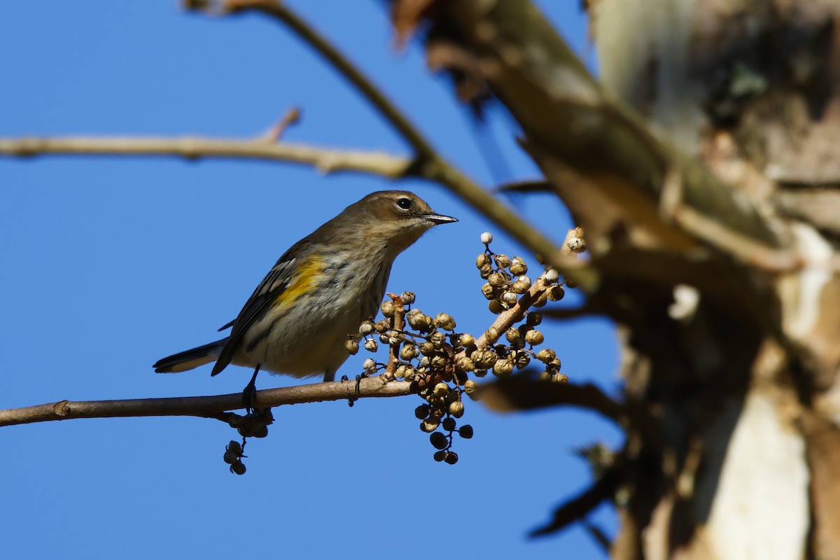 Yellow-rumped Warbler - ML643710711