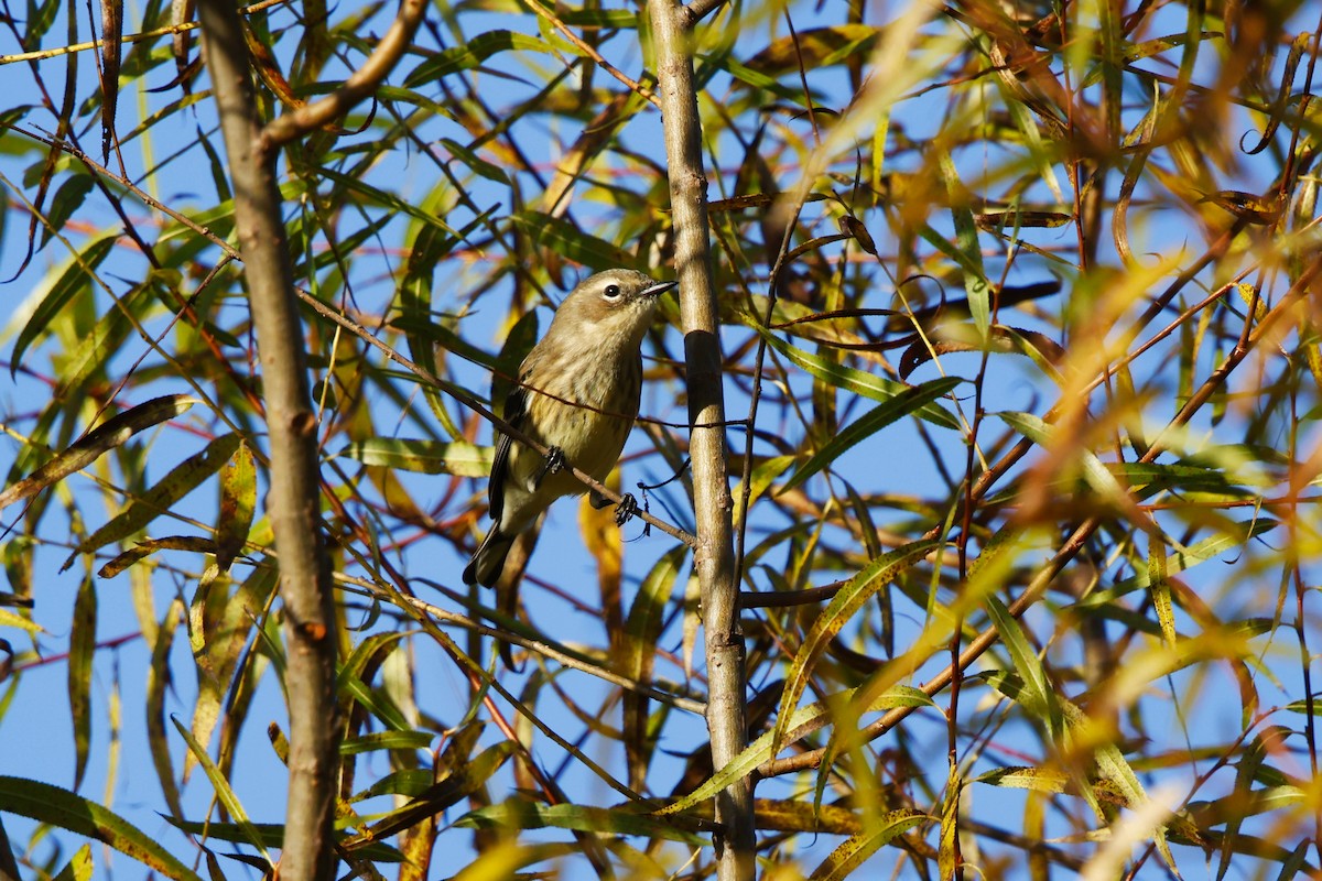 Yellow-rumped Warbler - ML643710712