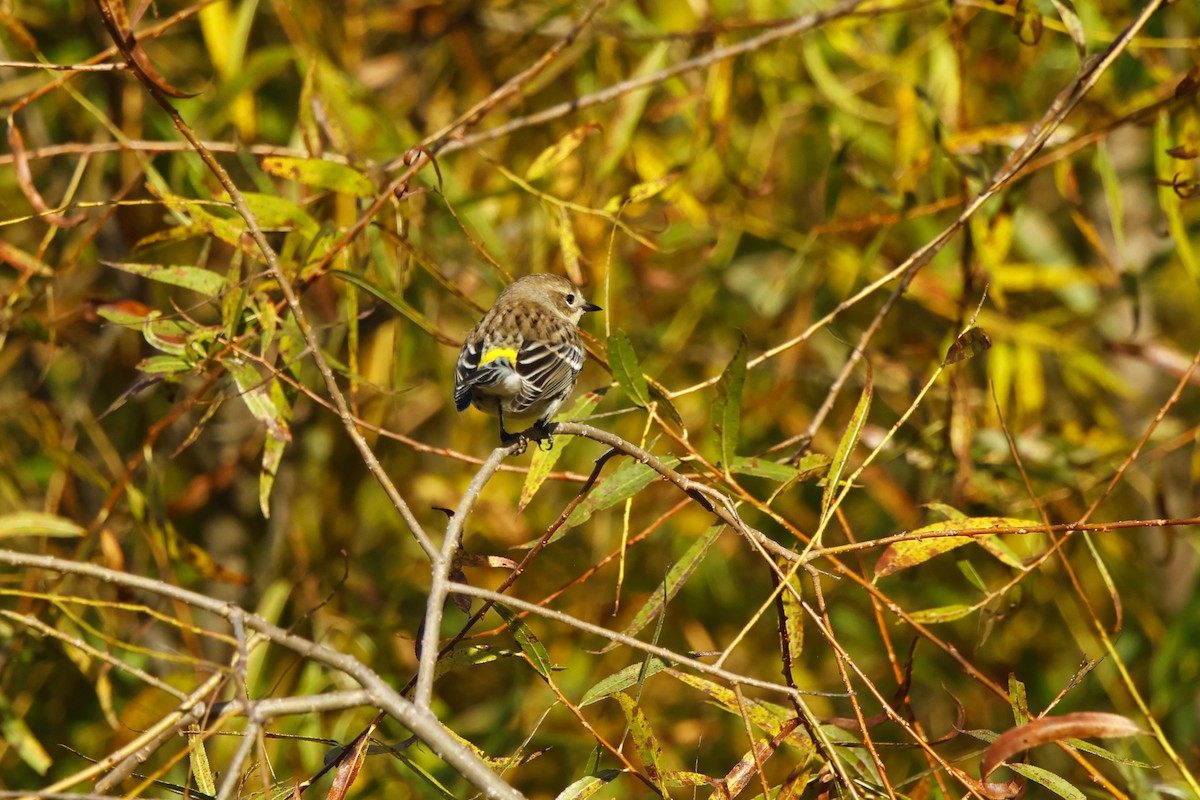 Yellow-rumped Warbler - ML643710713
