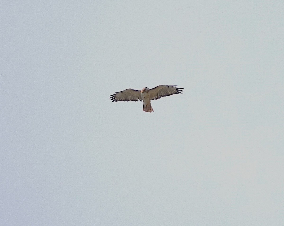 Red-tailed Hawk - ML643710714