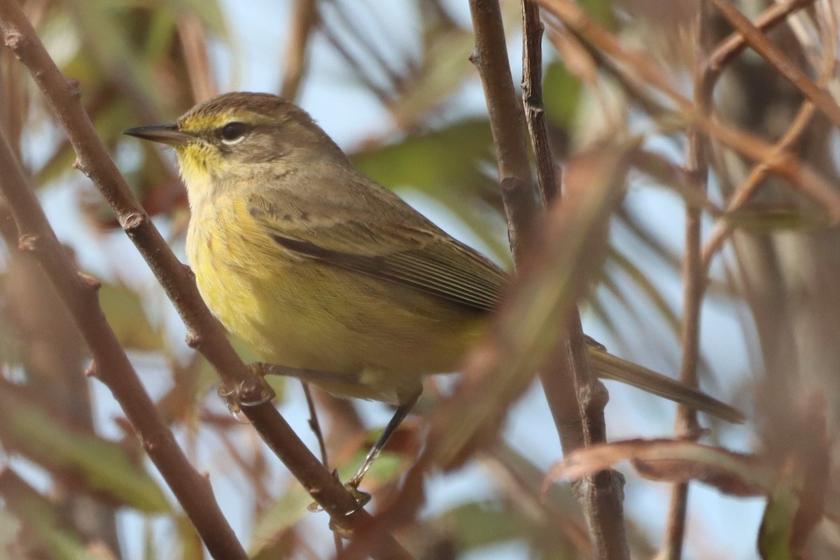 Palm Warbler (Yellow) - ML643710715