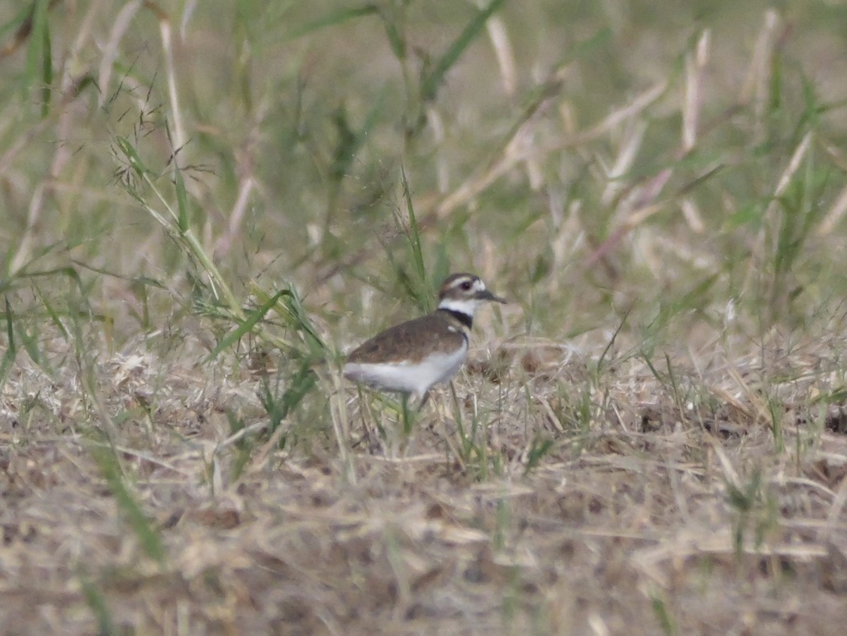 Killdeer - ML643710716