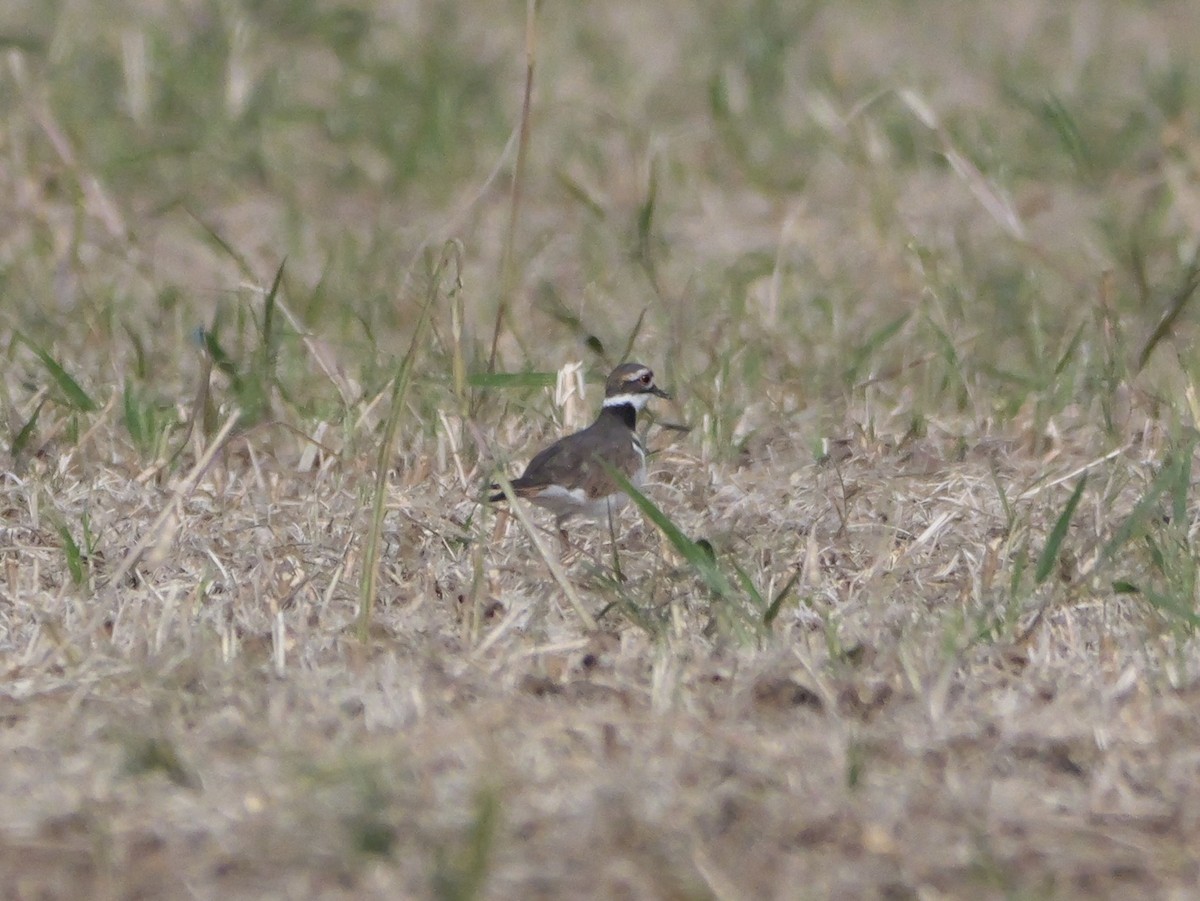 Killdeer - ML643710717