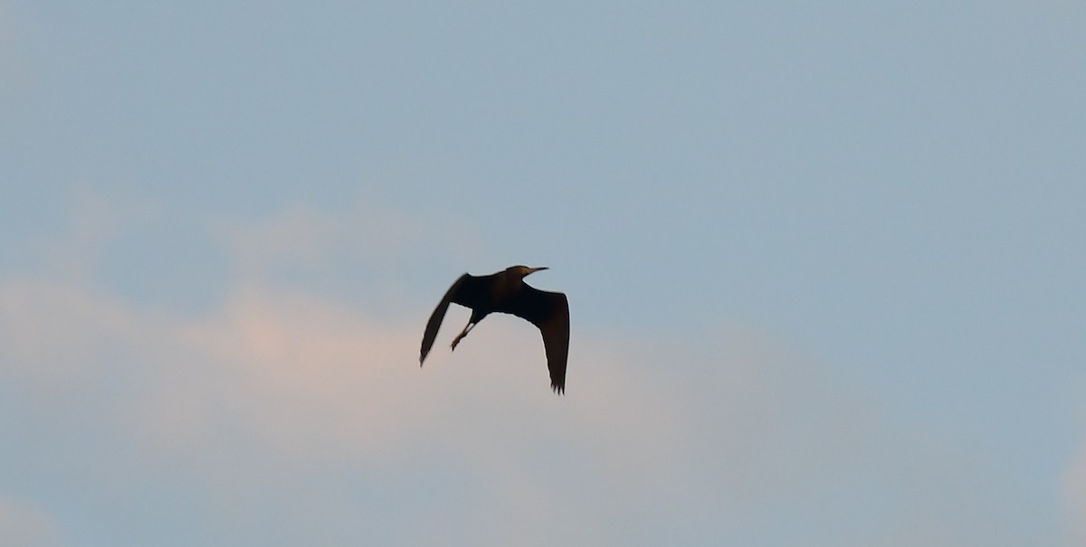 Little Blue Heron - ML643710718