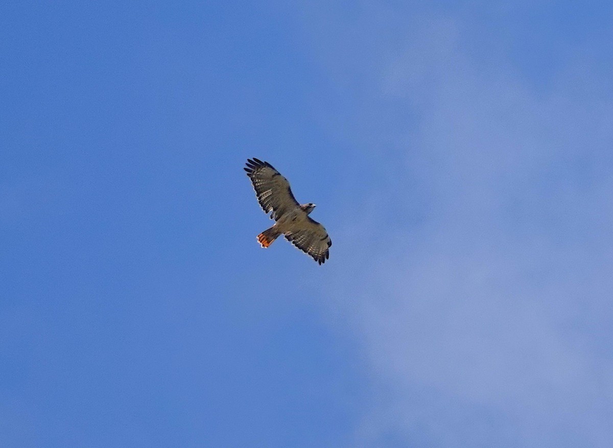Red-tailed Hawk - ML643710720