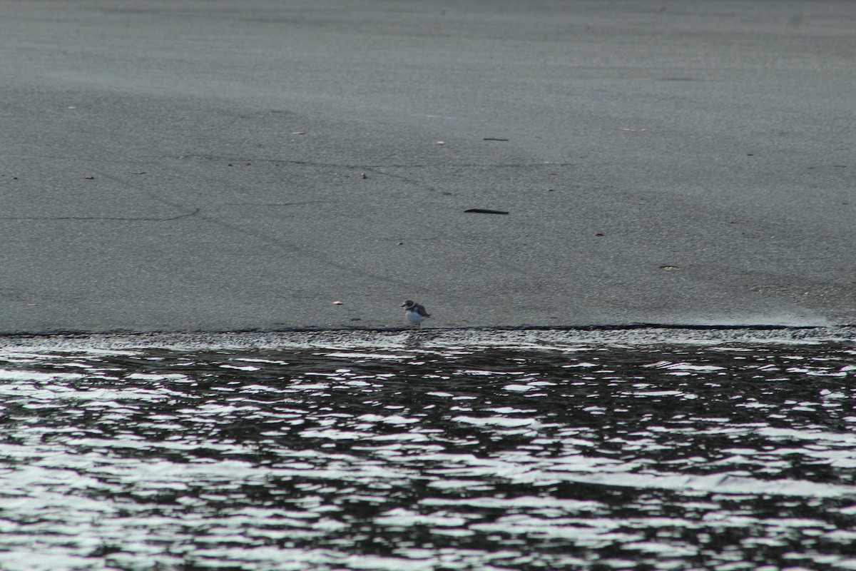 Semipalmated Plover - ML643710721