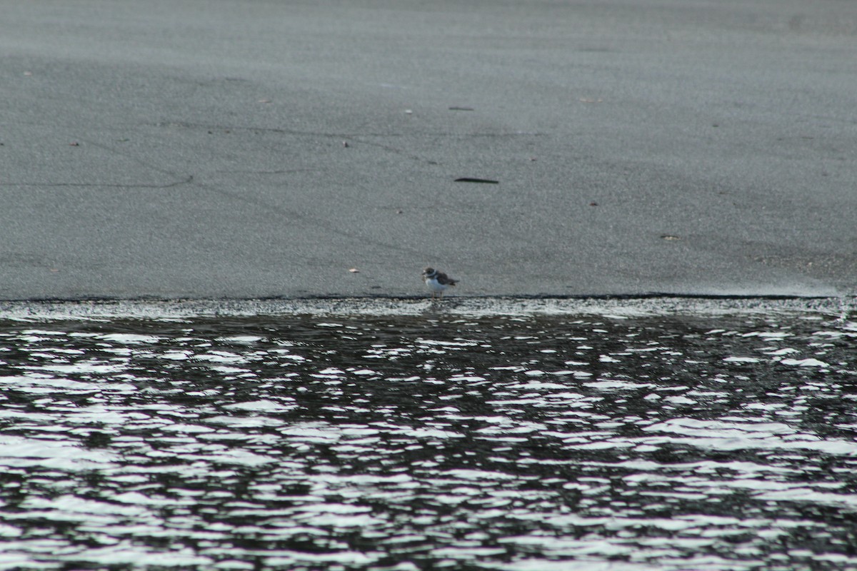 Semipalmated Plover - ML643710722