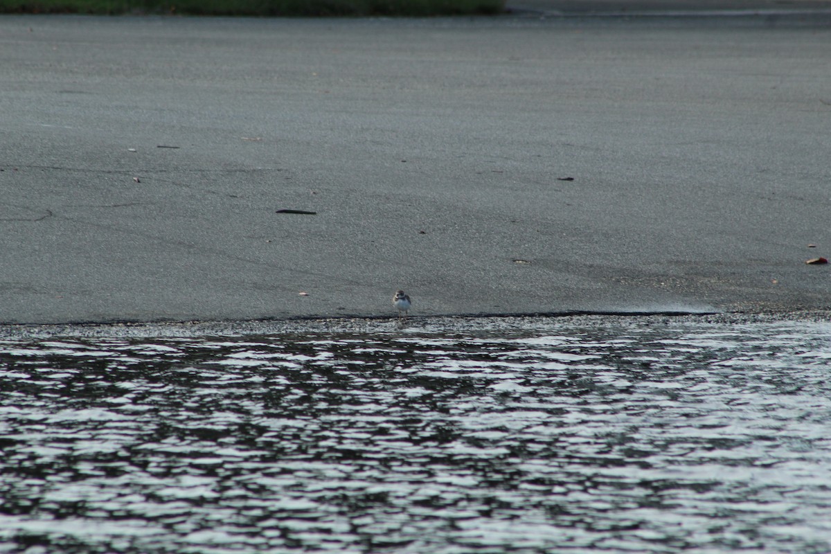 Semipalmated Plover - ML643710723