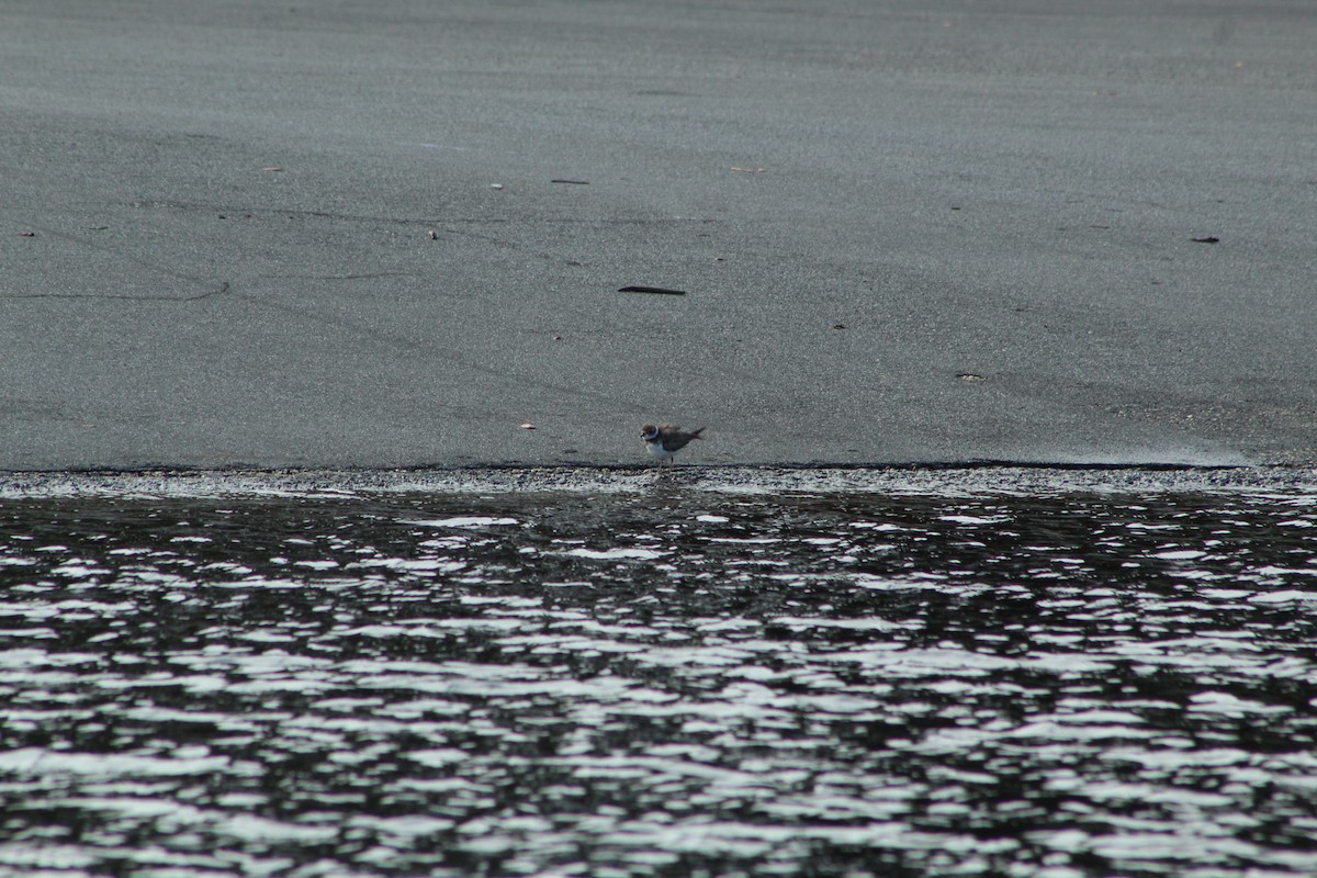 Semipalmated Plover - ML643710724