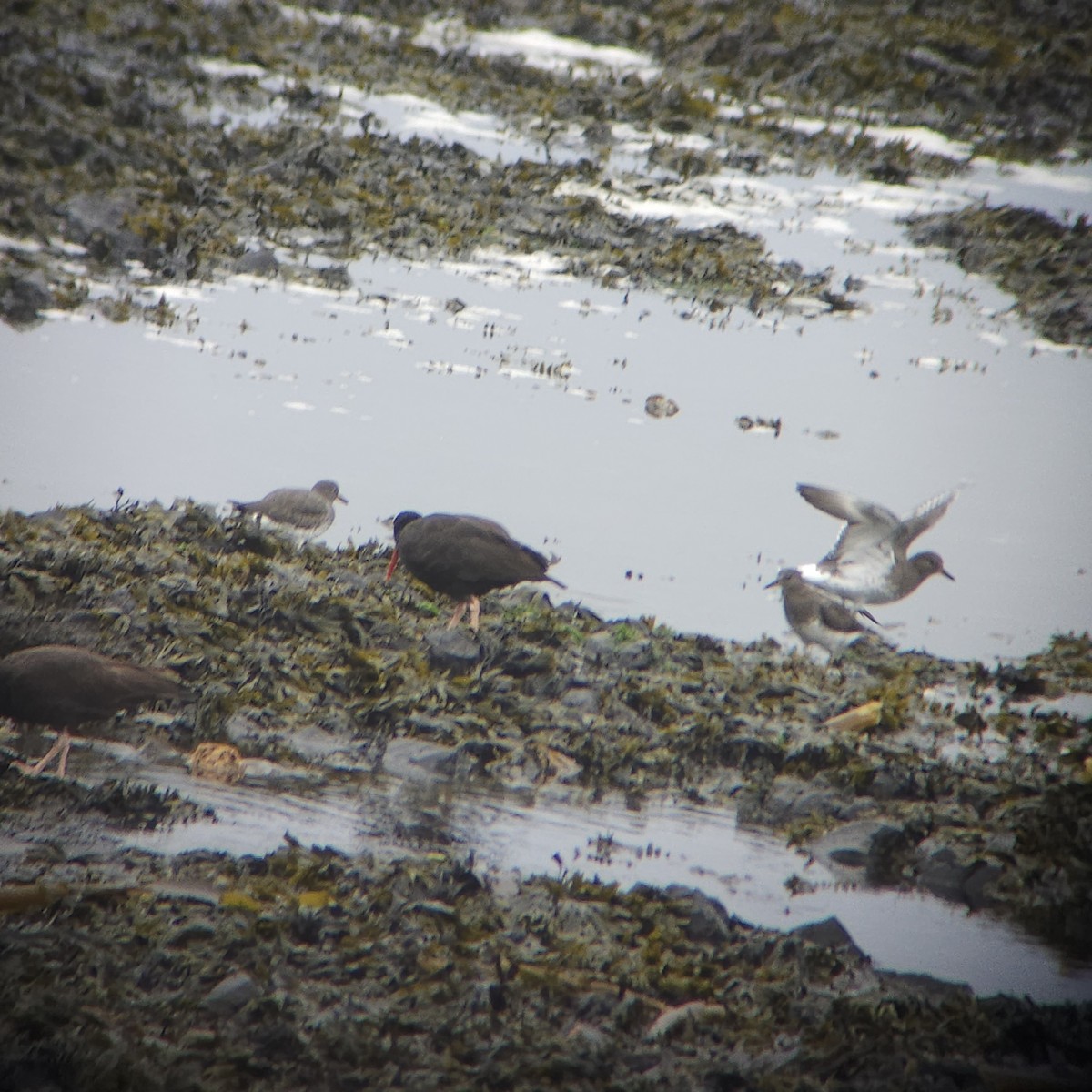 Surfbird - ML643710725