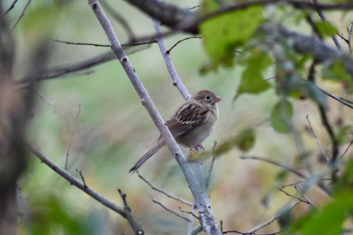 Field Sparrow - ML643710726