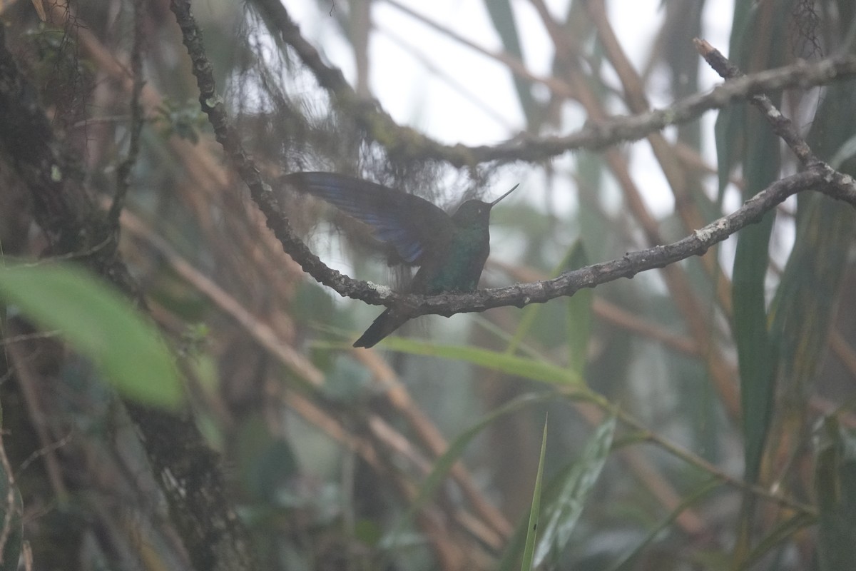Great Sapphirewing - ML643710727