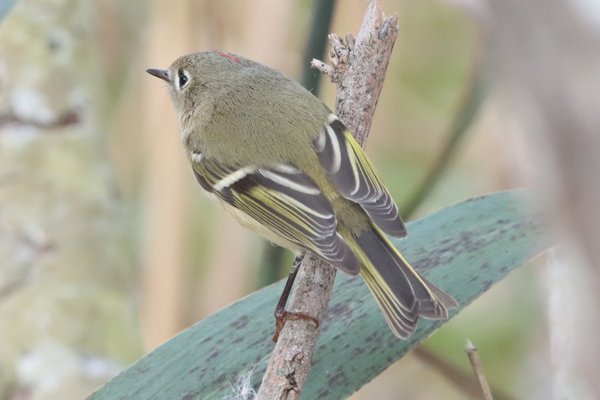 Ruby-crowned Kinglet - ML643710728