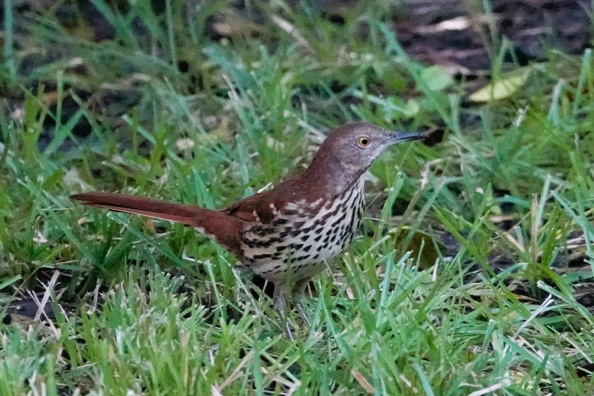 Brown Thrasher - ML643710729