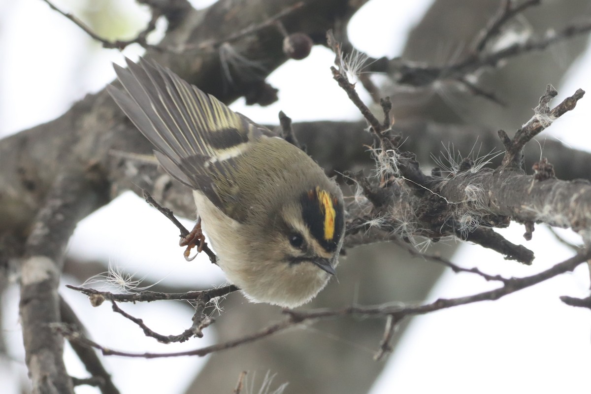 Golden-crowned Kinglet - ML643710730