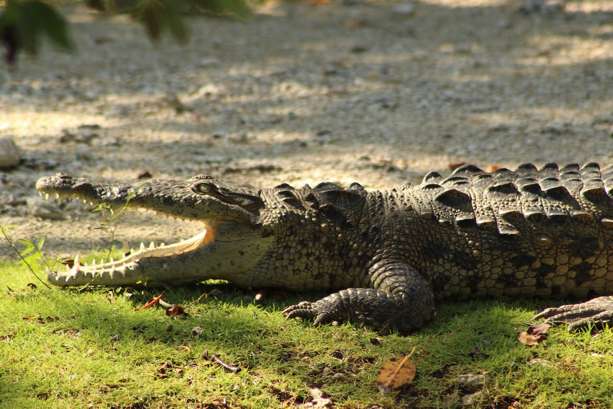 American Crocodile - ML643710746