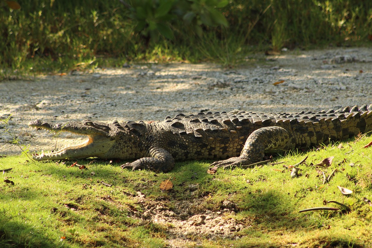American Crocodile - ML643710750