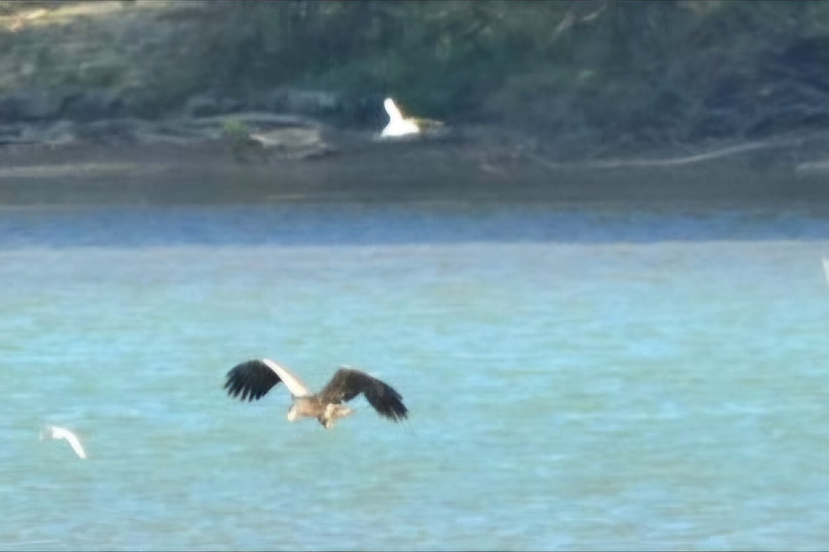 White-tailed Eagle - ML643710761